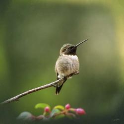 Hummingbird In The Garden | Obraz na stenu