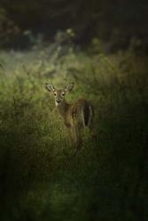 Fawn In The Field | Obraz na stenu