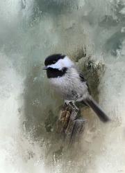 Winter Chickadee | Obraz na stenu