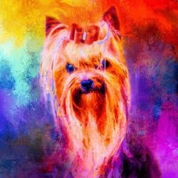 Jazzy Yorkshire Terrier | Obraz na stenu