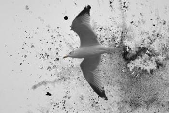 A Splash Of Gull | Obraz na stenu