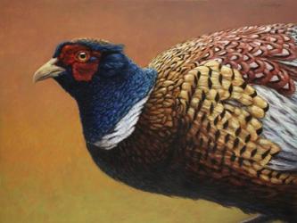 Pheasant | Obraz na stenu