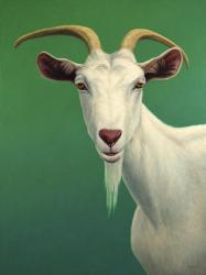 Portrait of A Goat | Obraz na stenu