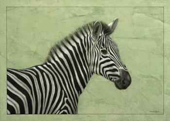 Zebra | Obraz na stenu