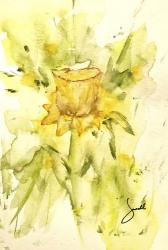 Single Daffodil | Obraz na stenu