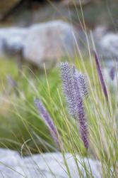 Purple Wild Grass I | Obraz na stenu