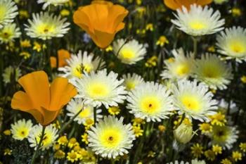 Poppies and Daisies | Obraz na stenu