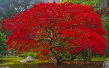 Japanese Maple In Autumn | Obraz na stenu