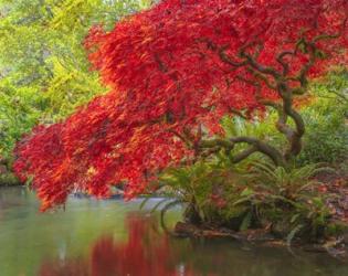 Japanese Maple Over Water | Obraz na stenu