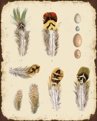 Vintage Feather Study - D | Obraz na stenu