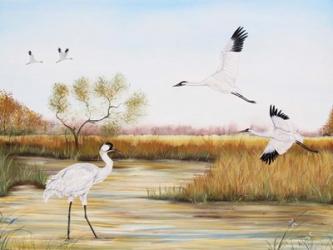 Whooping Cranes - A | Obraz na stenu