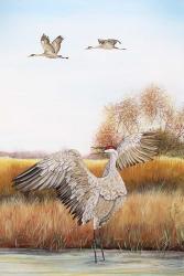 Sandhill Cranes - C | Obraz na stenu