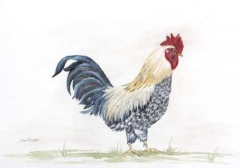 Rooster In Watercolor | Obraz na stenu