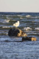 Lone Bird | Obraz na stenu