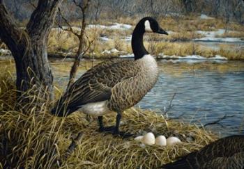 Canadian Goose | Obraz na stenu