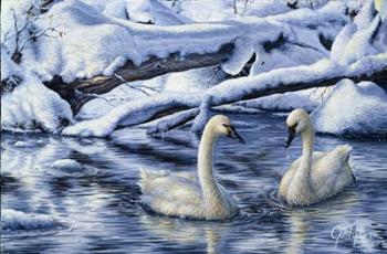 Tundra Swans | Obraz na stenu