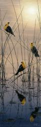 Morning Call - Yellow Headed Blackbirds | Obraz na stenu