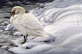 Edge Of Light - Mute Swan | Obraz na stenu