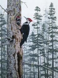 Piliated Woodpeckers | Obraz na stenu