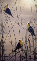 Yellow Headed B Birds | Obraz na stenu