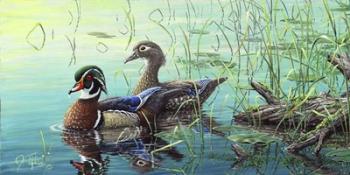 Wood Ducks | Obraz na stenu