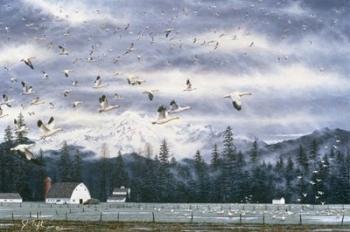 Geese Flying Over Farmland | Obraz na stenu