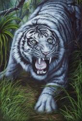 White Tiger | Obraz na stenu