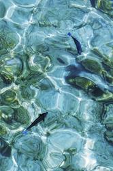 Maldives Fishes in the Clear Water 2 | Obraz na stenu