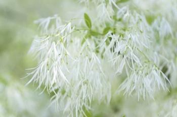 White Fringetree | Obraz na stenu