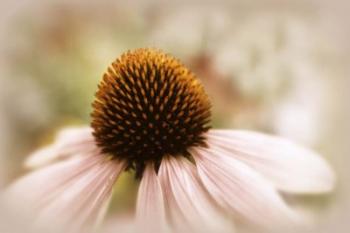 Echinacea | Obraz na stenu