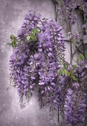 Wistful Wisteria | Obraz na stenu