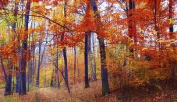 Autumn Woodland | Obraz na stenu