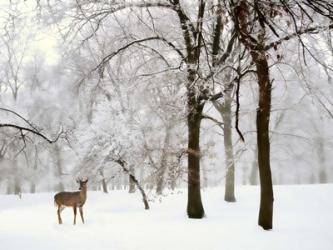 Winter's Breath | Obraz na stenu