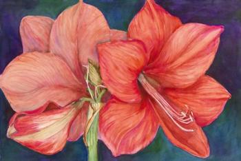 Amaryllis Blooms | Obraz na stenu