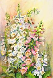 Foxglove in a Garden | Obraz na stenu