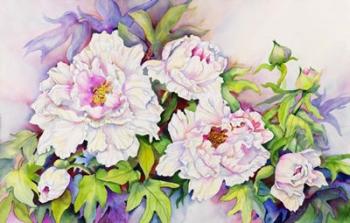 Peonies with Pink Centers | Obraz na stenu