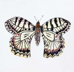 Butterfly Collection Southern Festoon | Obraz na stenu