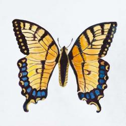 Butterfly Collection The Tiger Swallowtail | Obraz na stenu