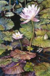 Water Lilies | Obraz na stenu