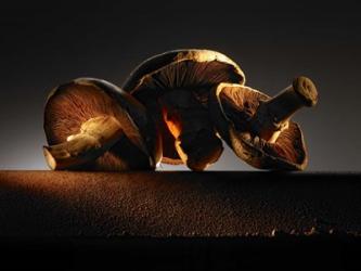 Mushroom On Ledge | Obraz na stenu