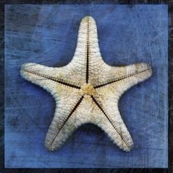 Armored Starfish Underside | Obraz na stenu