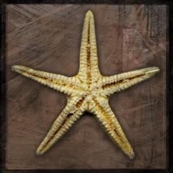 Starfish | Obraz na stenu