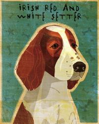 Irish Red and White Setter | Obraz na stenu