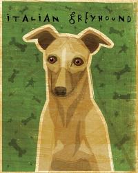 Italian Greyhound - Fawn | Obraz na stenu