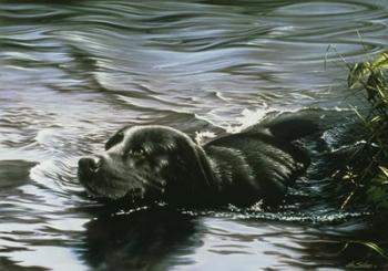 Black Lab Swimming | Obraz na stenu