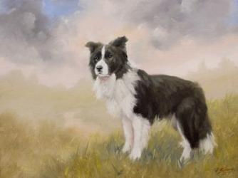 Border Collie 5 | Obraz na stenu