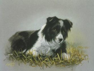 Border Collie 18 | Obraz na stenu