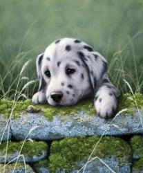 Dalmatian Pup | Obraz na stenu