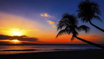 Palm Trees Sunset | Obraz na stenu