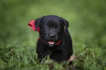 Black Lab Pup 10 | Obraz na stenu